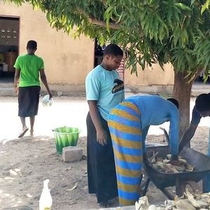 Retour des champs avec la récolte d'épis de maïs