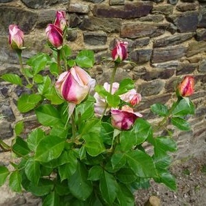 Roses du jardin de la maison natale