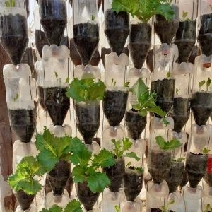 Culture de salades « hors sol »