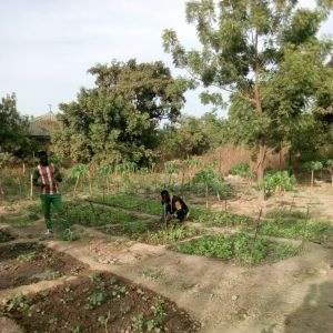 Plantations dans des boites plastiques