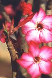 Fleurs de pied d'Eléphant, au Burkina Faso