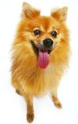 Tel le petit chien de Marcelle