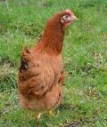 La poule atterrit au milieu des parterres