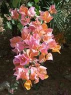 Flore du Burkina Faso