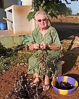 Sr Rose-Marie effeuille les fleurs de bissap
