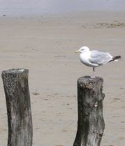 Plage du Sillon à St Malo