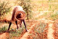 Culture au Burkina