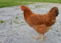 La jolie poule rousse du père Picot…