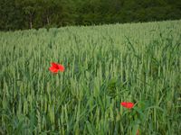 Beauté d'un champ de blé