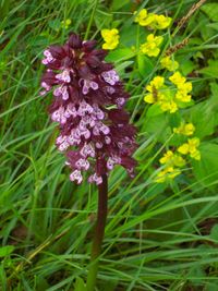 Orchidée sauvage appelée aussi Pentecôte
