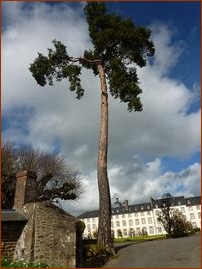 Pin qui surplombe le jardin de Rillé