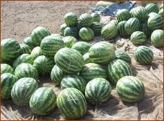 Fruits du Burkina Faso : pastèques