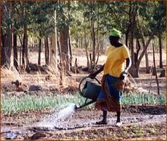 Arrosage d'oignons au Burkina Faso