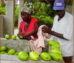 Producteur de mangues, en Haïti