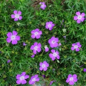 Petites fleurs bleues du jardin