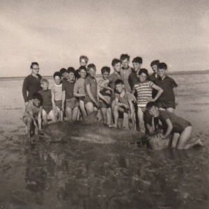 Découverte d'un dauphin sur la plage