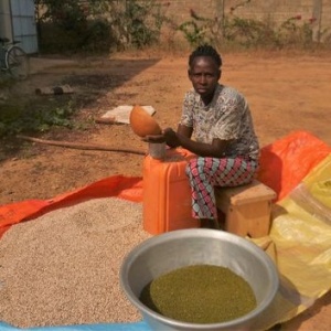 Madame Eliane engrange les haricots dans des bidons