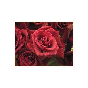 Quelques gouttes de rosée perlent sur les roses…