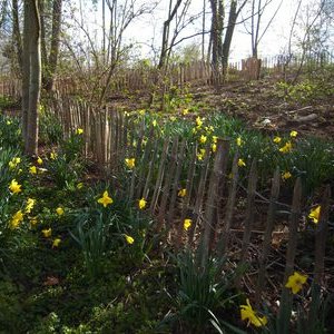 Plate-bande de jonquilles