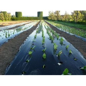 Longues plates-bandes de salades
