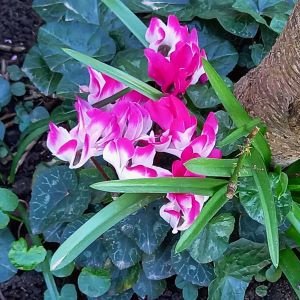 Le cyclamen sauvage