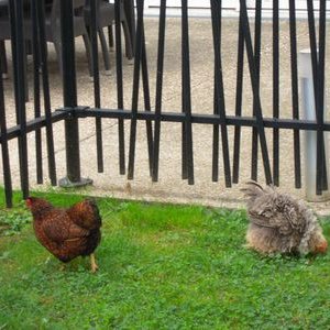 Deux habitantes du poulailler