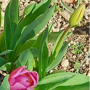 Les tulipes « réservées »