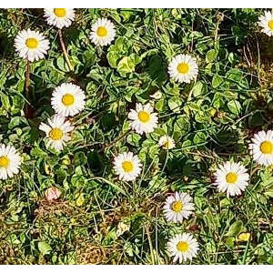 Les humbles petites pâquerettes