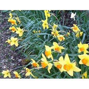 Les jonquilles gavées de soleil
