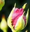 Mystère de toute naissance