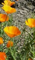 Escholtzias Escholtzias