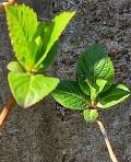Les tendres pousses de l'hortensia