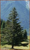 Sapin de Savoie Sapin de Savoie