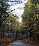 Route en forêt de Tronçais Route en forêt de Tronçais