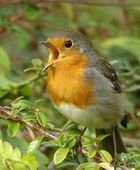 Un rouge-gorge heureux, qui chante la Gloire de Dieu !… Un rouge-gorge heureux, qui chante la Gloire de Dieu !…