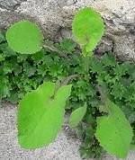 Photo d'« herbes folles »