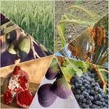 Shavouot (Fête de la moisson) : Tu apporteras les prémices nouvelles de la terre dans la maison de YHWH (Ex 34, 26) Shavouot (Fête de la moisson) : Tu apporteras les prémices nouvelles de la terre dans la maison de YHWH (Ex 34, 26)
