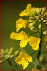 Fleur de moutarde des champs