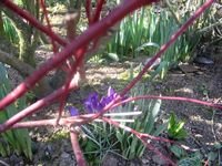 Au jardin de la communauté Au jardin de la communauté