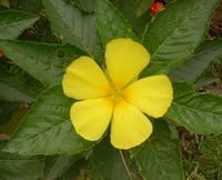 Et le désert fleurira… Et le désert fleurira…