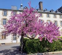 L'arbre de Judée L'arbre de Judée