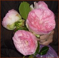 Roses de Ronsard Roses de Ronsard