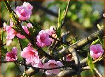 Eclosion… Eclosion…
