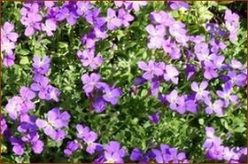 Jardin de la communauté Jardin de la communauté