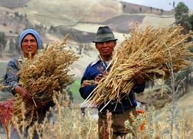 La quinoa : une plante de 7000 ans, cultivée au Pérou et en Bolivie, sur les hauts plateaux La quinoa : une plante de 7000 ans, cultivée au Pérou et en Bolivie, sur les hauts plateaux