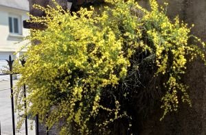 Le genêt d'or à l'entrée