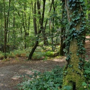 Dans le silence de la forêt