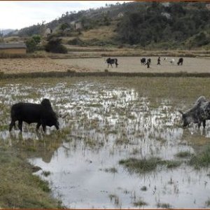 Zébus dans la rizière