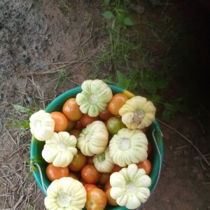 De bons légumes