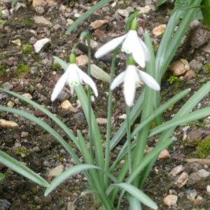 Le perce-neige qui a ouvert le bal…